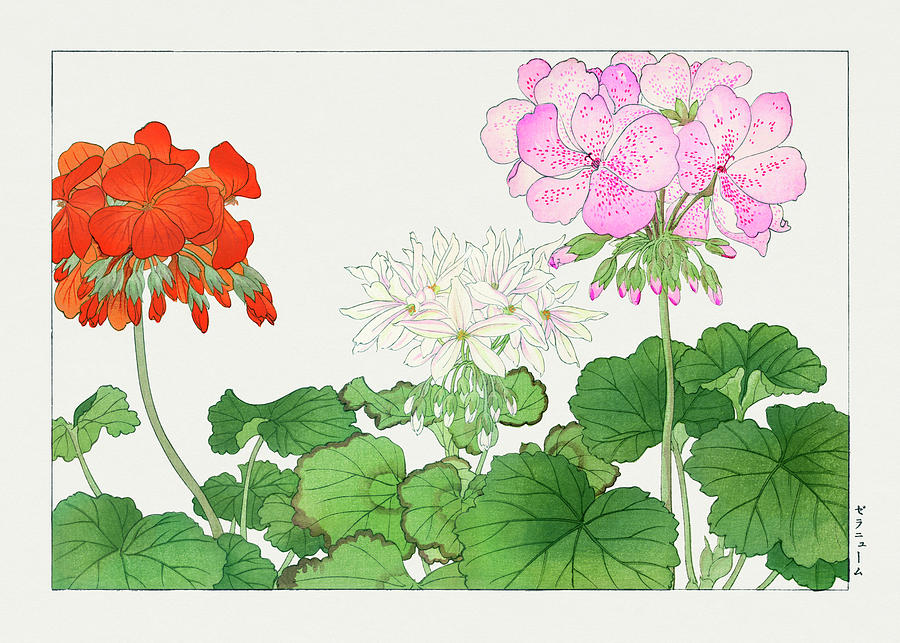 Geranium Flower 2 - Ukiyo e art - Vintage Japanese woodblock art - Seiyo SOKA ZUFU by Tanigami Konan Digital Art by Studio Grafiikka