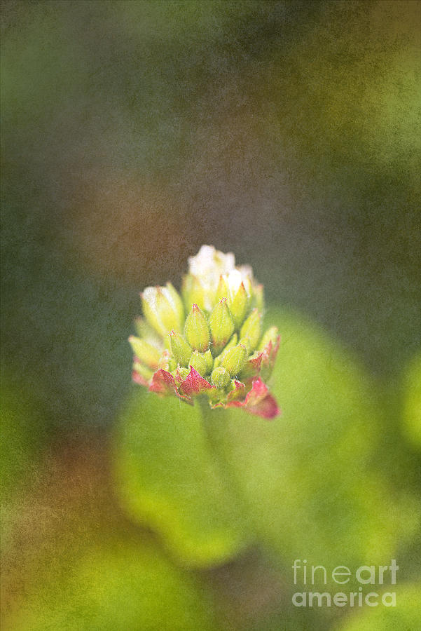 Geranium Flower Buds Digital Art by Joy Watson