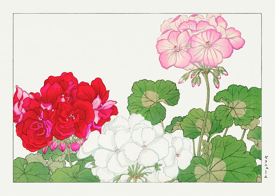 Geranium Flower - Ukiyo e art - Vintage Japanese woodblock art - Seiyo SOKA ZUFU by Tanigami Konan Digital Art by Studio Grafiikka