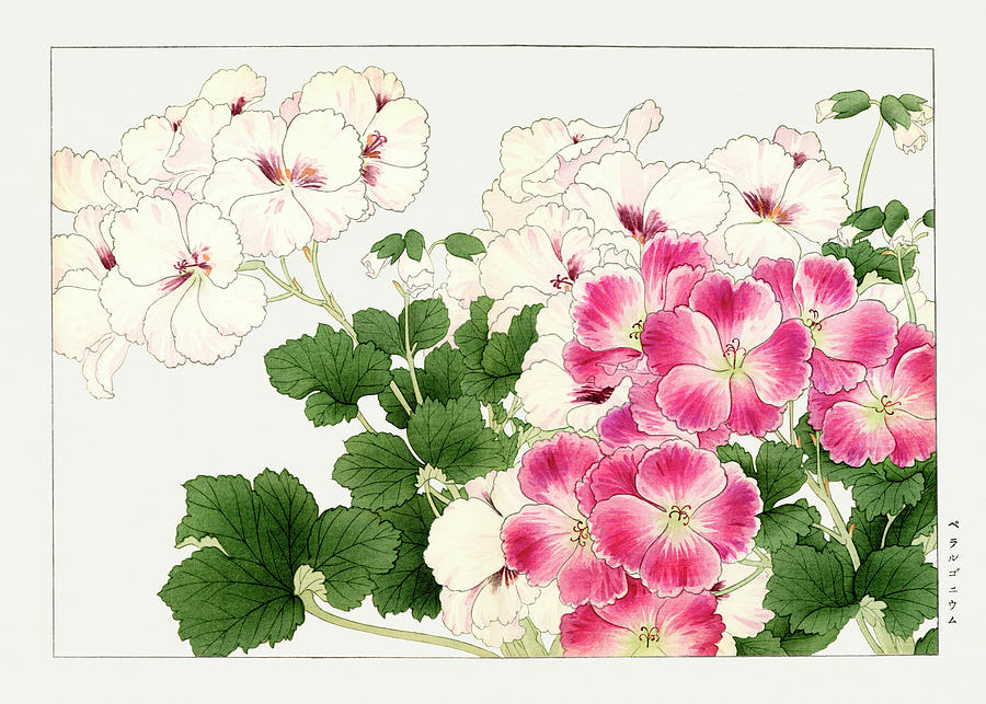 Geranium Flowers - Ukiyo e art - Vintage Japanese woodblock art - Seiyo SOKA ZUFU by Tanigami Konan Digital Art by Studio Grafiikka