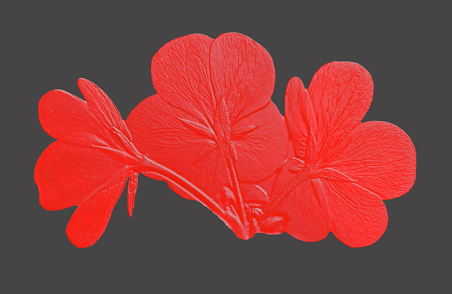 Geranium in Bas Relief Photograph by Ira Marcus