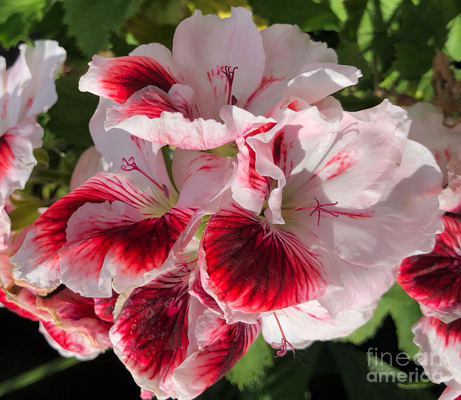 Geranium in Red and White  Photograph by Miriam Danar