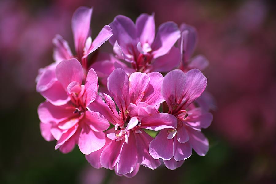 Nature Photograph - Geranium Pink Flowers  by Joy Watson