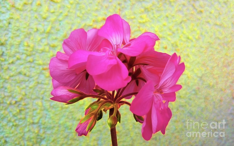 Flower Photograph - Geranium Pink by Jasna Dragun