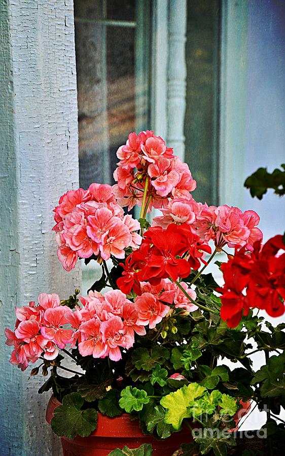 Geraniums in a Blue Window Photograph by Ramona Matei