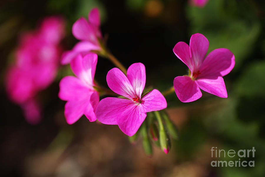Geraniums In Pink Photograph by Joy Watson