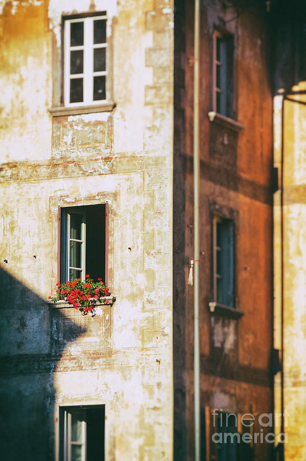 Geraniums on a window Photograph by Silvia Ganora