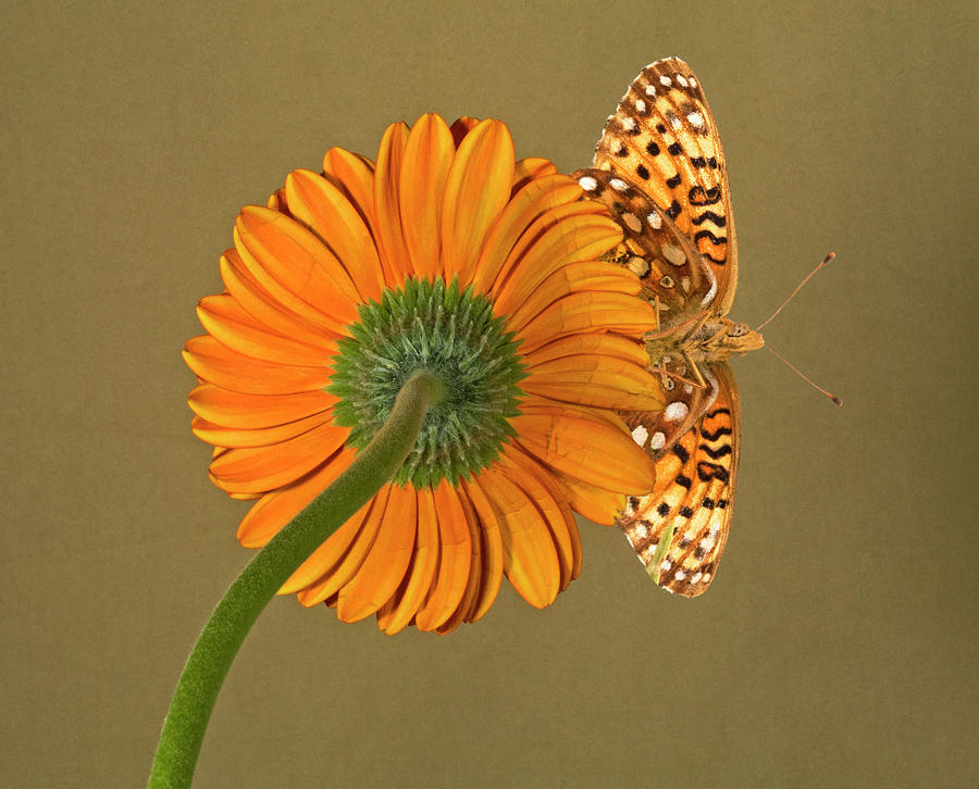 Gerber Daisy And Butterfly Photograph
