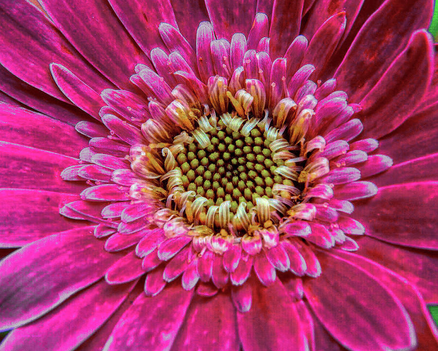 Gerber daisy Photograph by Dennis Baswell