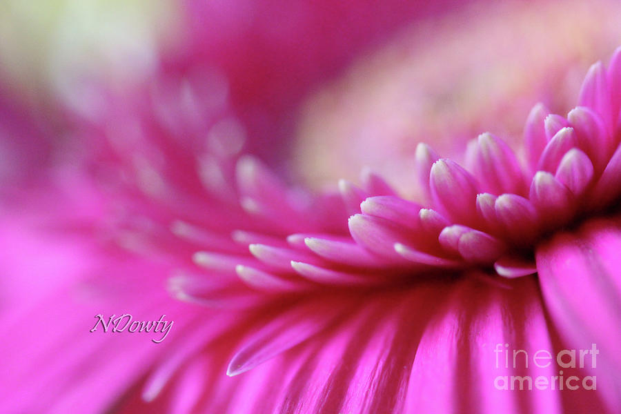Gerber Daisy Pink Photograph by Natalie Dowty