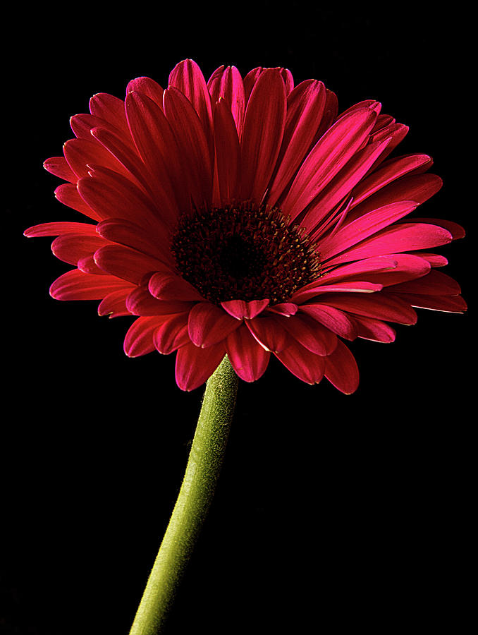 Gerber Daisy Portrait Photograph by Lori A Cash - Fine Art America