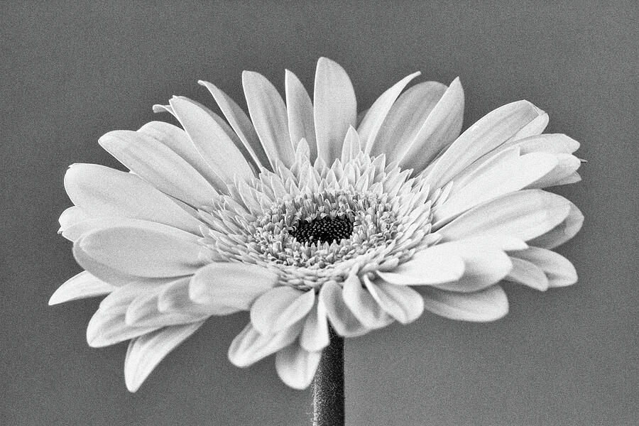 Gerbera Black And White 1 Photograph by Tanya C Smith