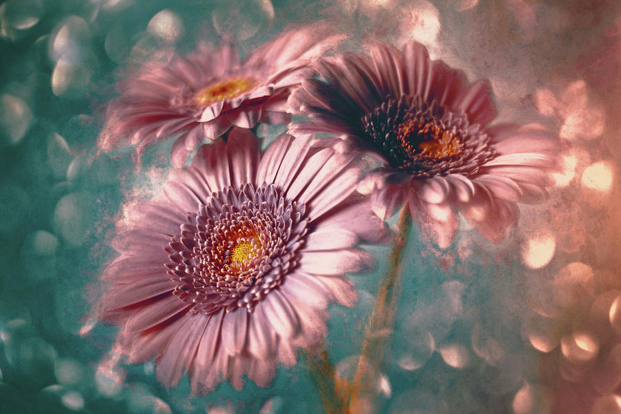 Gerbera Daisies Coral and Teal  Photograph by Carol Japp