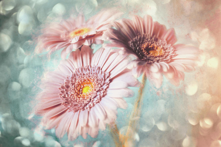 Gerbera Daisies Pastel Peaches And Mint Photograph