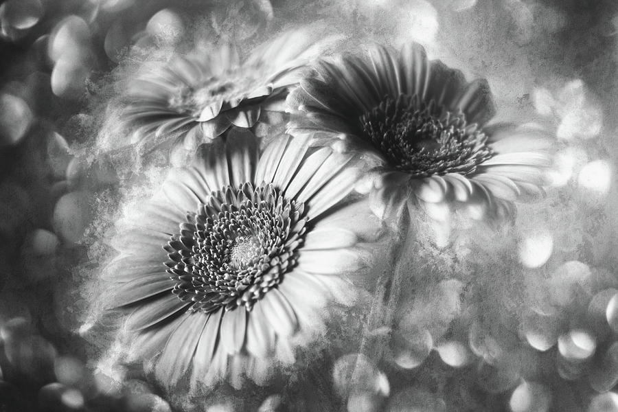 Gerbera Daisies Trio Whimsy Black And White Photograph