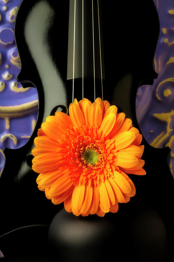 Gerbera Daisy And Black Violin Photograph by Garry Gay