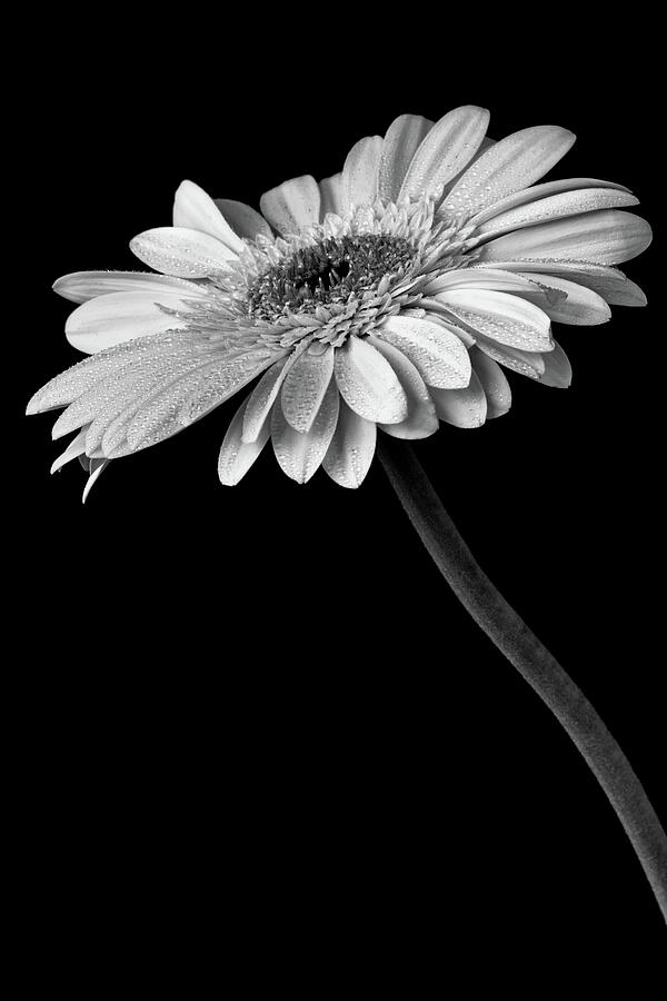 Gerbera Daisy Black And White 1 Photograph by Tanya C Smith