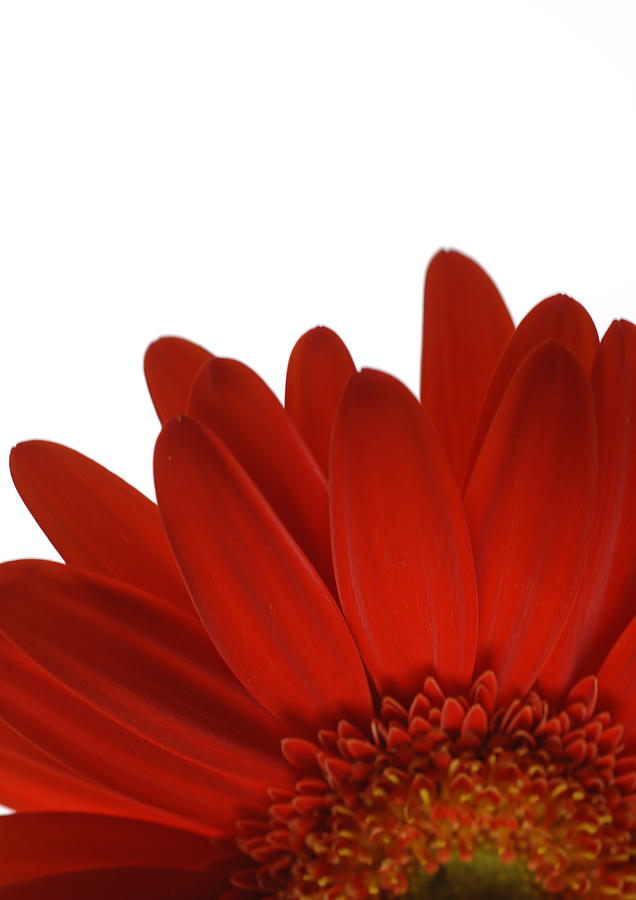 Gerbera daisy, close-up Photograph by Michele Constantini