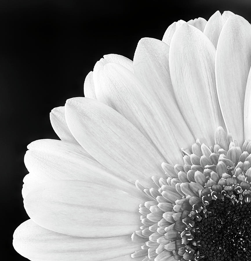 Flower Photograph - Gerbera Daisy Closeup BW by Susan Candelario