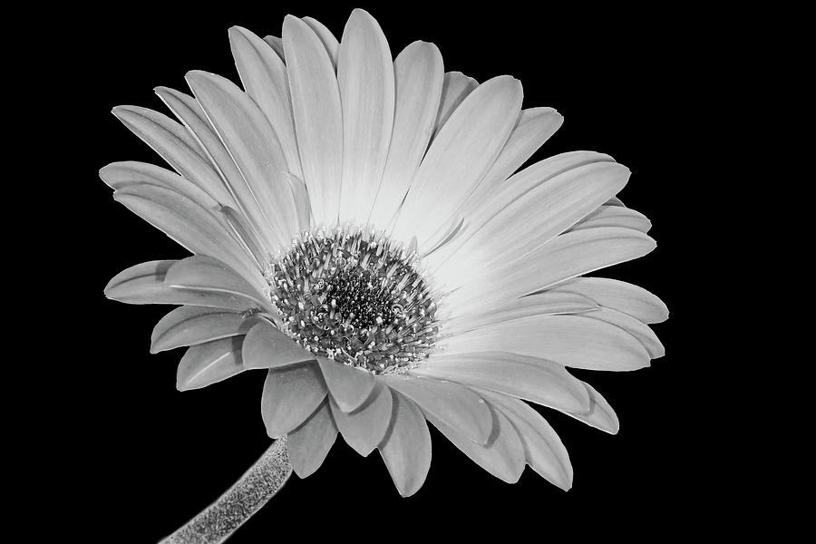 Gerbera Daisy Flower BW Photograph by Susan Candelario