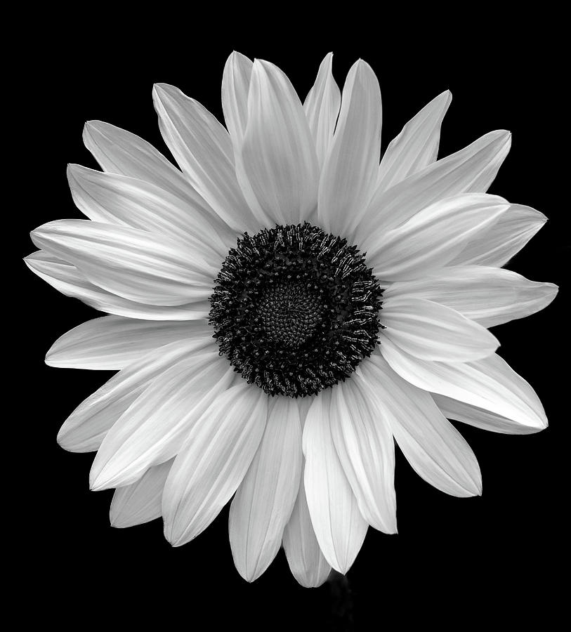 Gerbera Daisy in Black and White Photograph by Julie Palencia