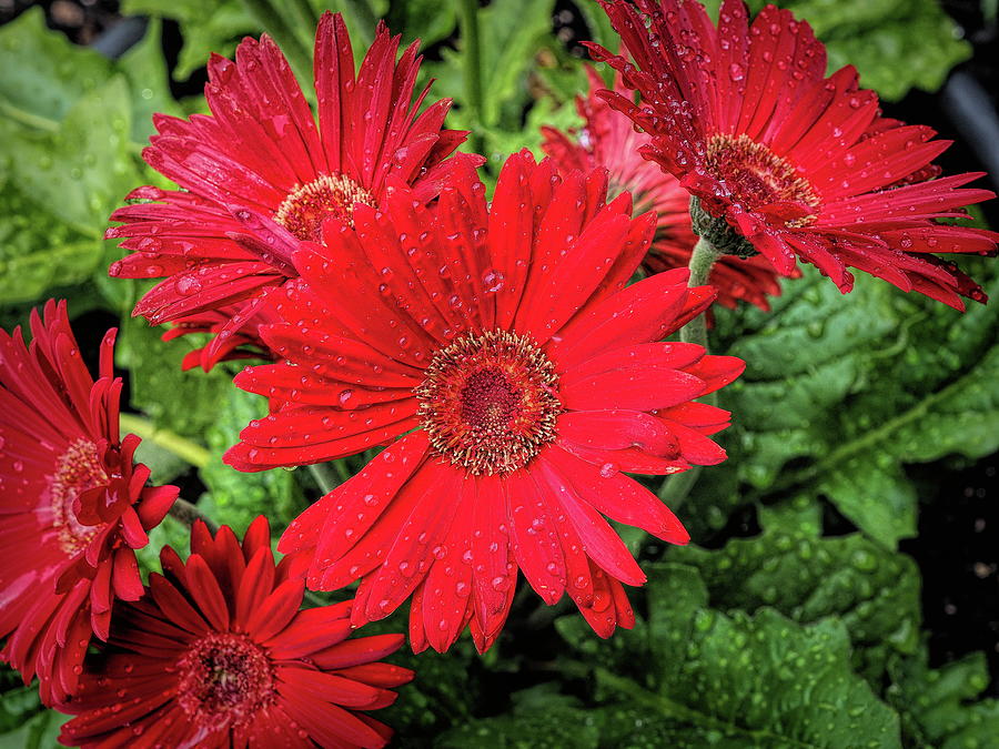 Gerbera Daisy in the Early Morning Rain Photograph by Bill Swartwout