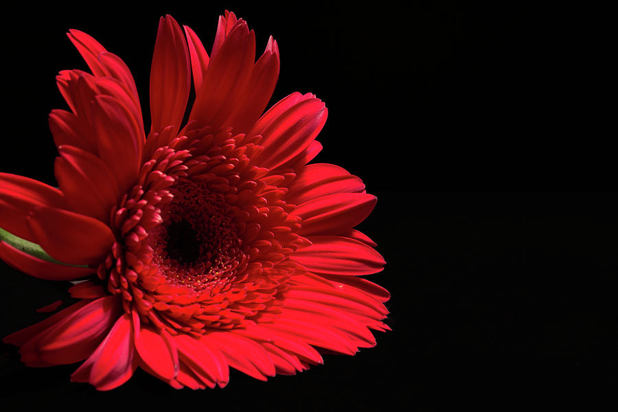 Gerbera Daisy - Macro - Dark Shadows 02 Photograph by Pamela Critchlow ...