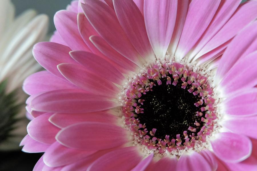 Gerbera Daisy Photograph by Melissa Christianson - Fine Art America