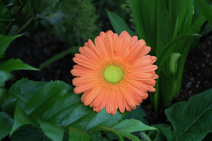 Gerbera Daisy - One Bold Orange Bloom on Dark Greens Photograph by Georgia Mizuleva