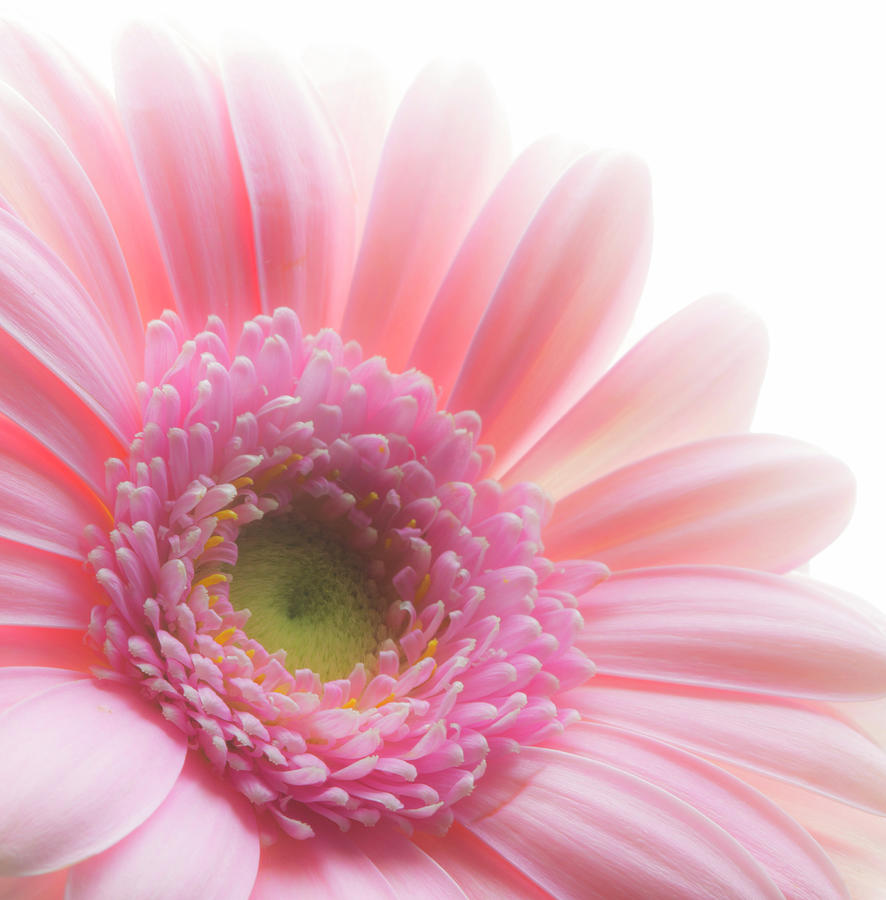 Flower Digital Art - Gerbera Daisy by Phil Dyer