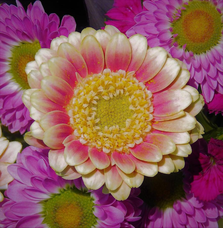 - Gerbera Daisy  - Pink and White Photograph by THERESA Nye