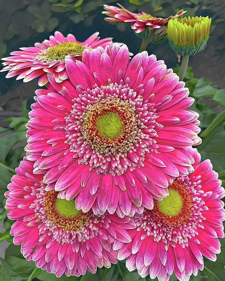 Gerbera Daisy Plant Photograph by Barbie Corbett-Newmin