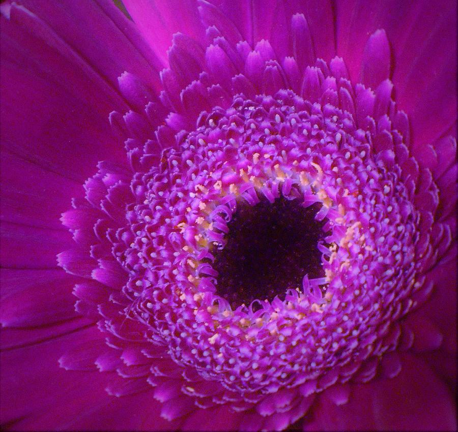 - Gerbera Daisy  - Purple Photograph by THERESA Nye