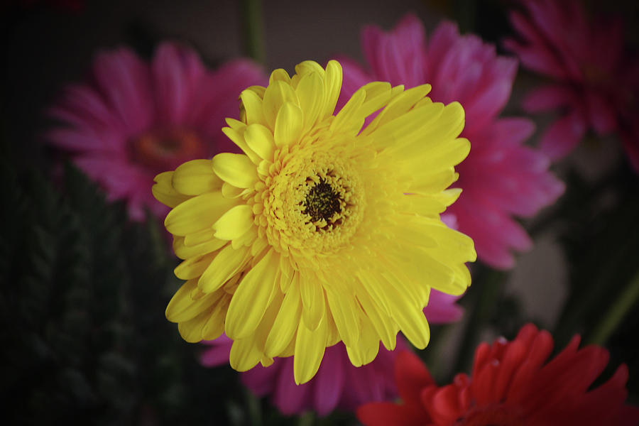 Gerbera Daisy Stand Out Photograph by Gaby Ethington