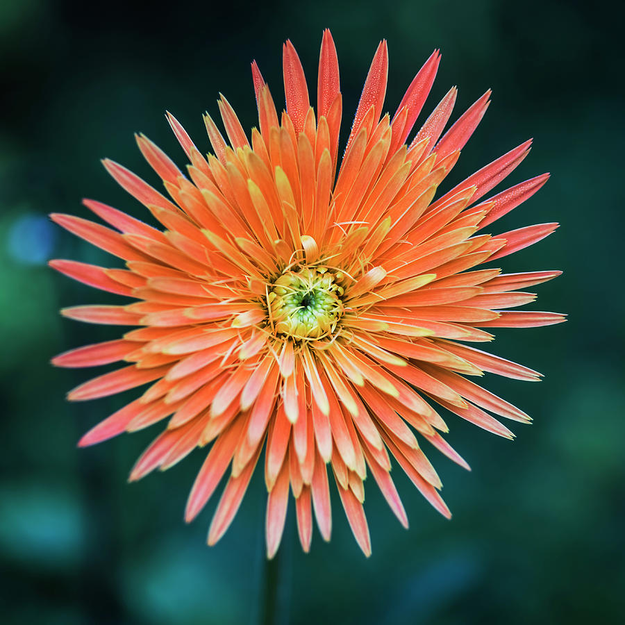 Gerbera daisy Photograph by Vishwanath Bhat