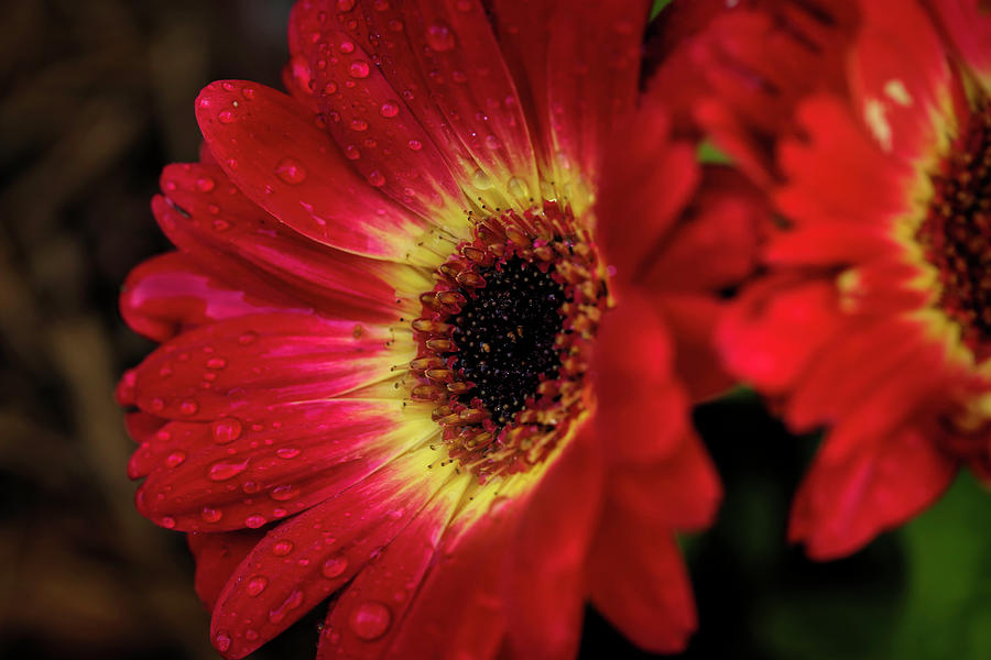 Gerbera Daisy With Raindrops Photograph by Judy Vincent
