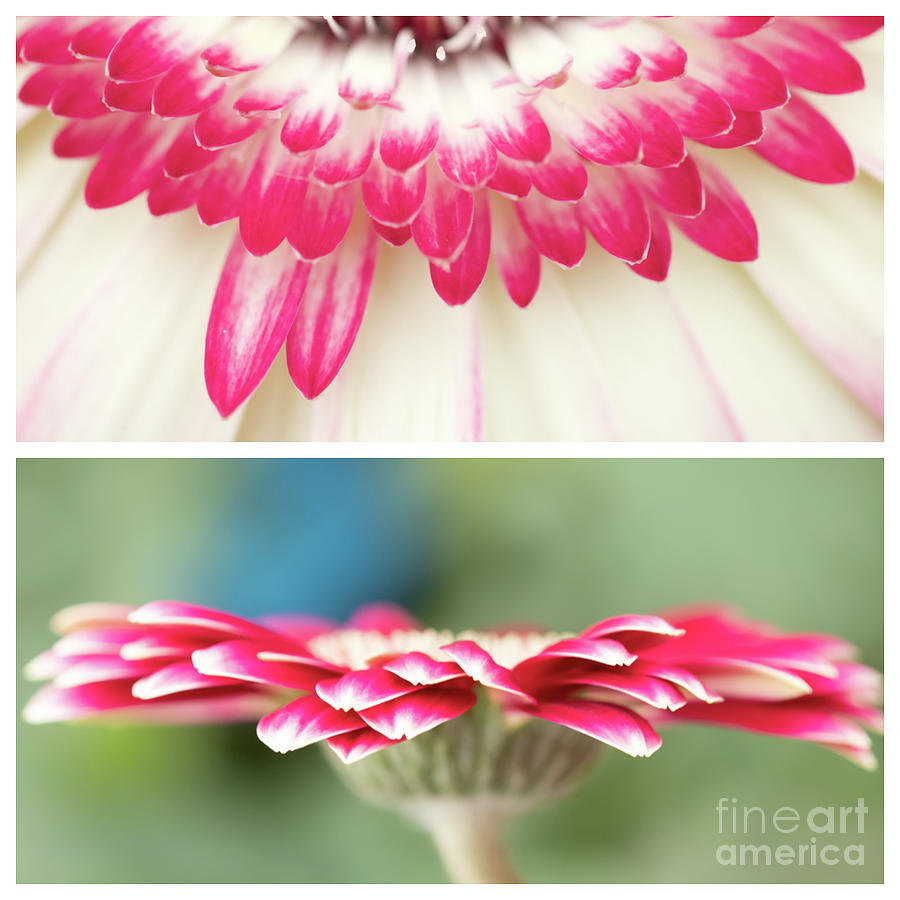 Flower Photograph - Gerbera Duo by Marilyn Cornwell