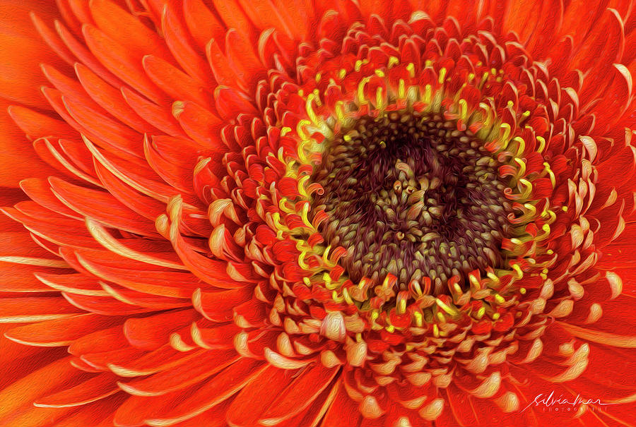 Gerbera flower in orange Photograph by Silvia Marcoschamer