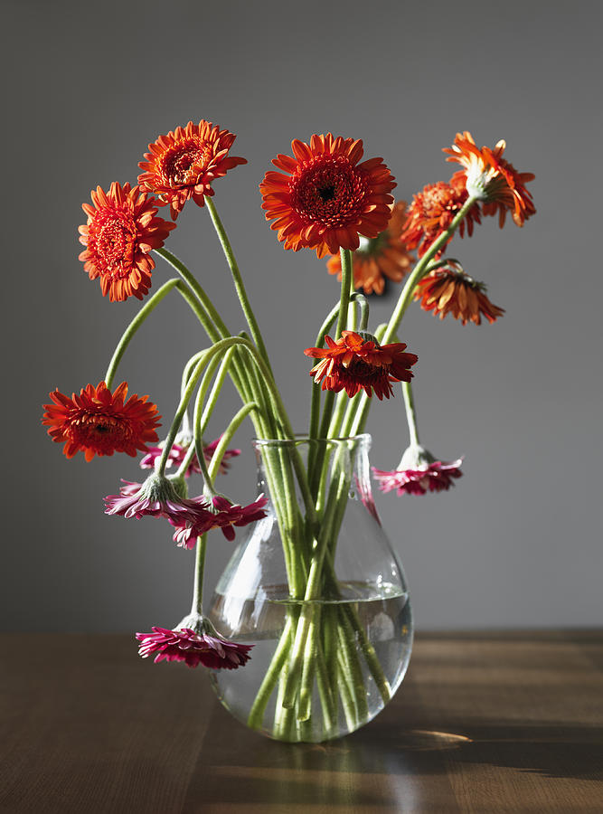 Gerbera Flowers In A Vase Photograph by Christoffer Askman