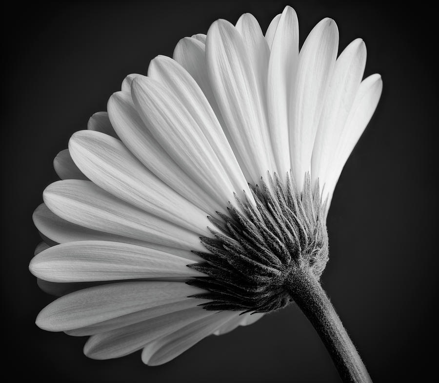 Gerbera in Black and White Photograph by Adrian Brockwell - Fine Art ...