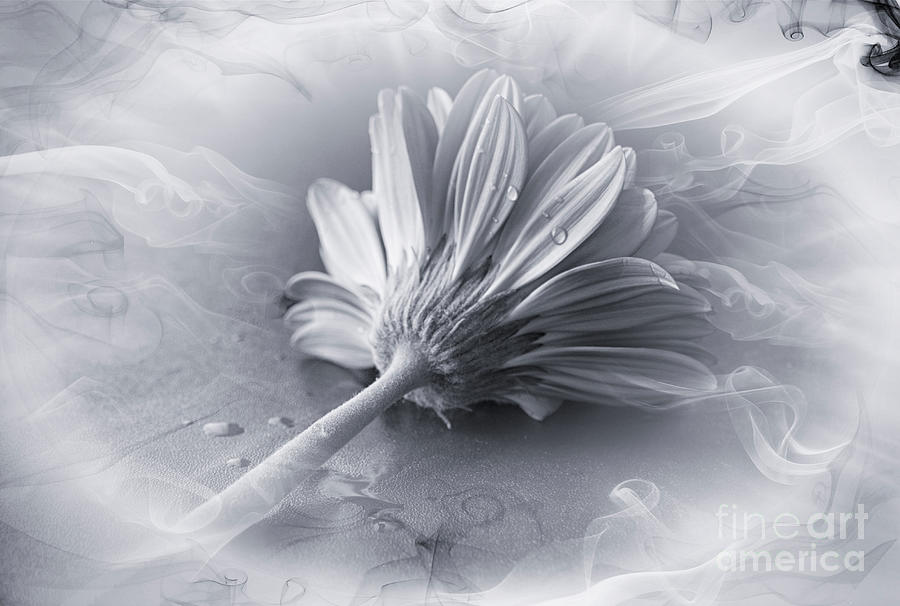 Gerbera in Black and White Photograph by Lynn Bolt