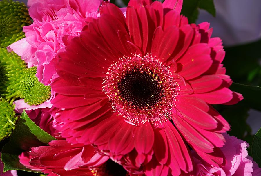 Gerbera jamesonii Photograph by Maria Faria Rodrigues - Fine Art America