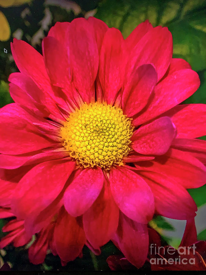 Gerbera Daisy Red Closeup  Photograph by David Zanzinger