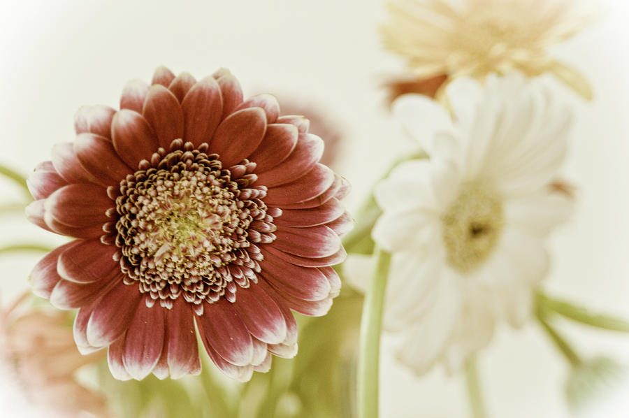 Flower Photograph - Gerbera Still Life 1 by Linda McRae