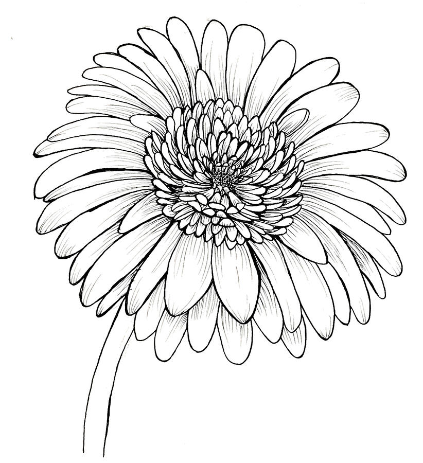 Gerbera Drawing by Yoshi Feijnenbuik - Fine Art America