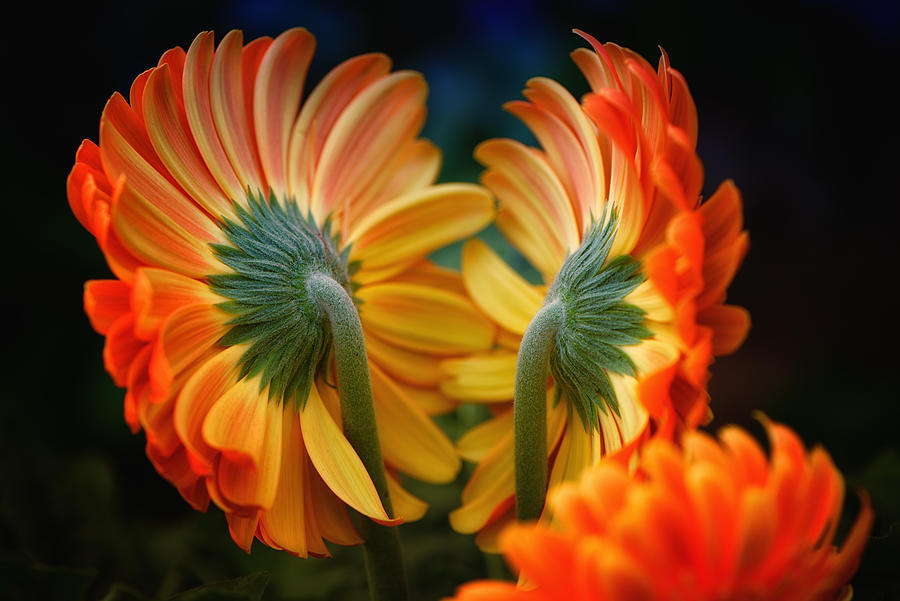 Gerberas Back to Back Photograph by Rory McDonald