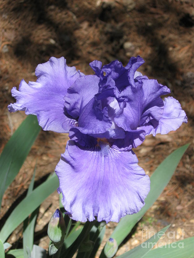 Honky Tonk Blues German Bearded Iris in Spring  Photograph by Catherine Ludwig Donleycott