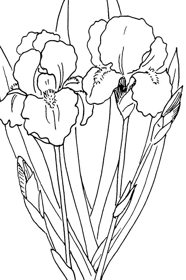 German Iris 4 Drawing by Masha Batkova