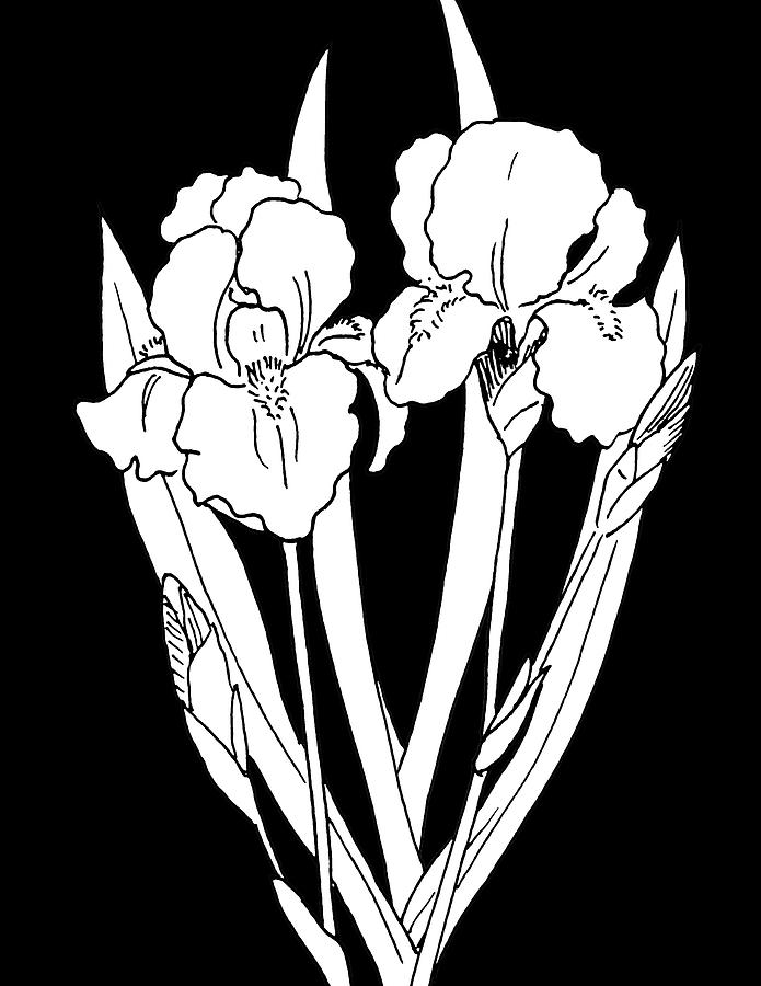 German Iris on Black Drawing by Masha Batkova