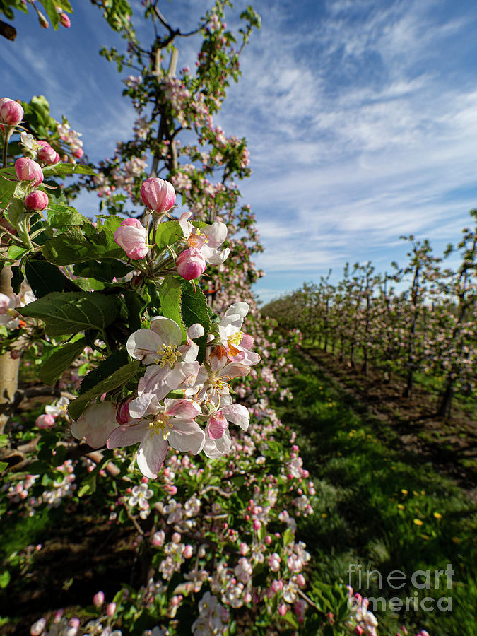 German Orchard Photograph by Christopher Wentworth German Orchard Photograph by Christopher Wentworth